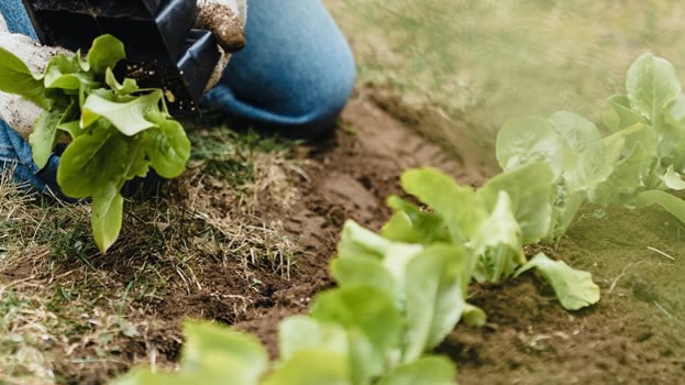 5 ways to get your garden ready for spring