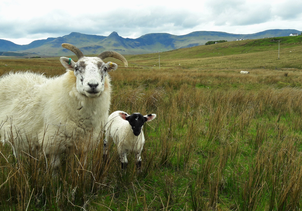 Agri & Fencing