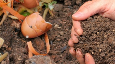 A hand holding compost from a compost heap
